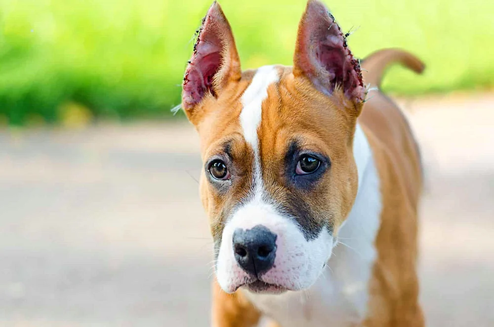 Amerikanischer Pitbull Terrier Tiger Hund kurze Ohren