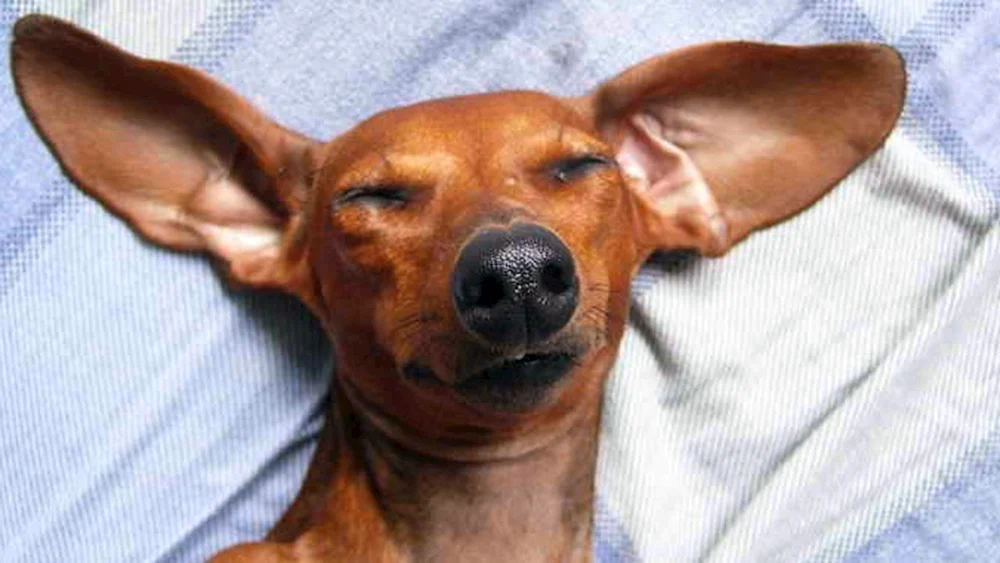 Terrier Ohren