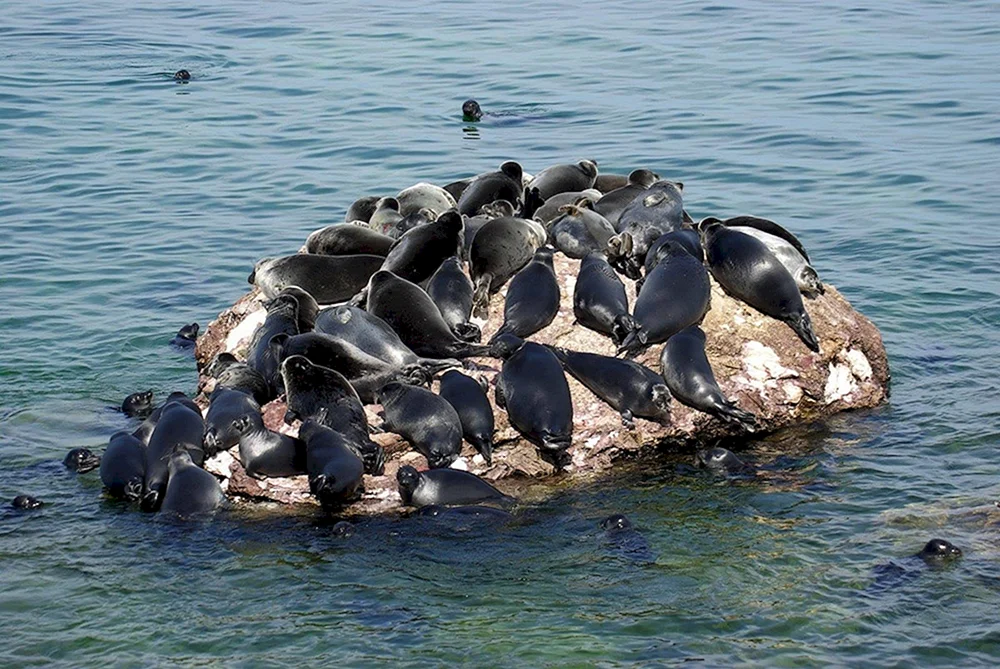 Baikal Nerpa