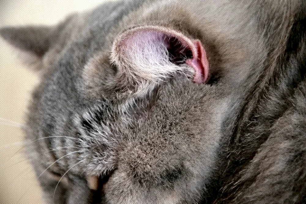 Katzenohren