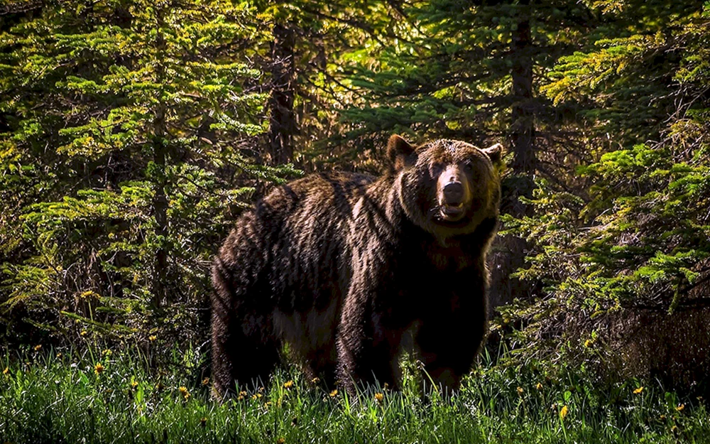 Missouri-Braunbär im Wald Kim Norlien