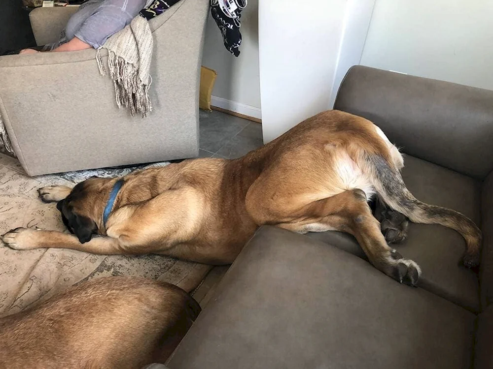Schlafende Tiere