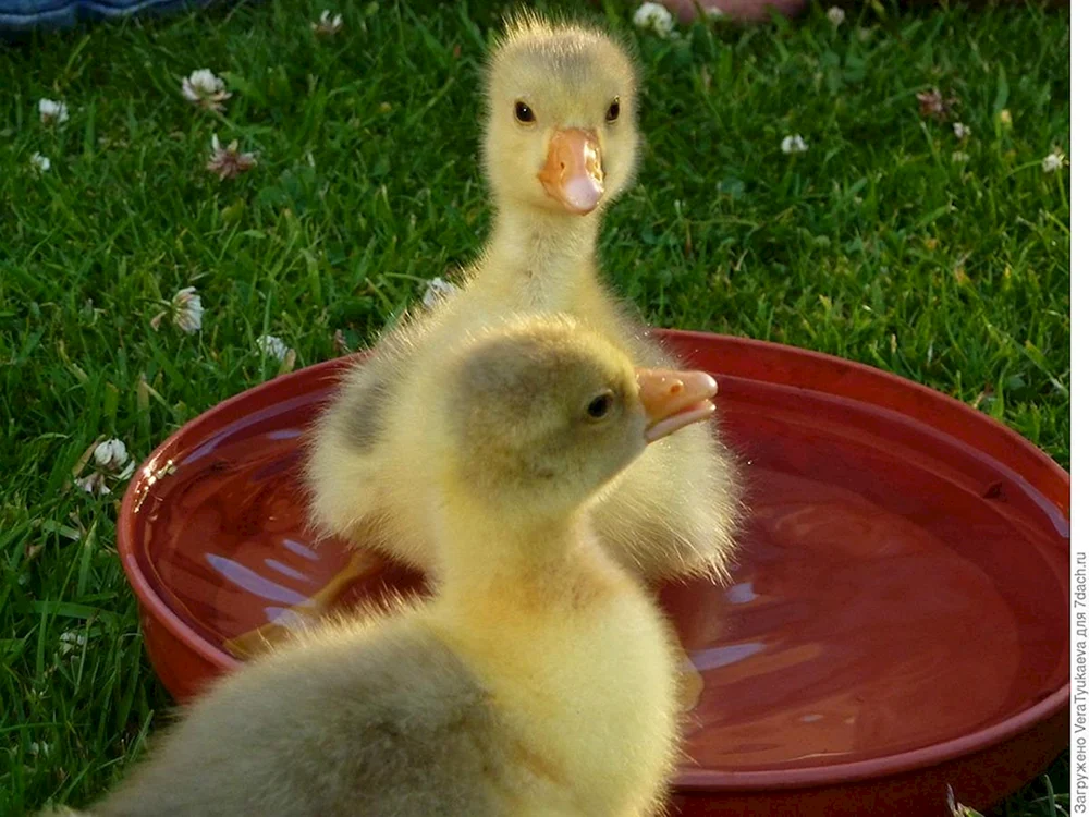 Küken und Gänseküken