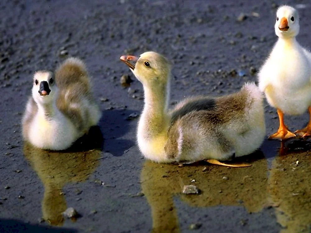 Gänseküken und Gänseküken