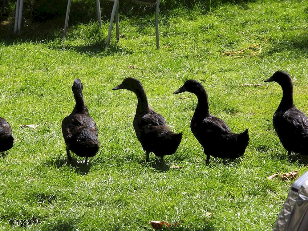 Schwarze Stockente