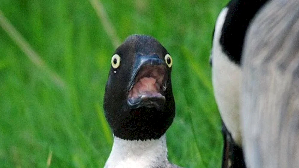 Süße Gans