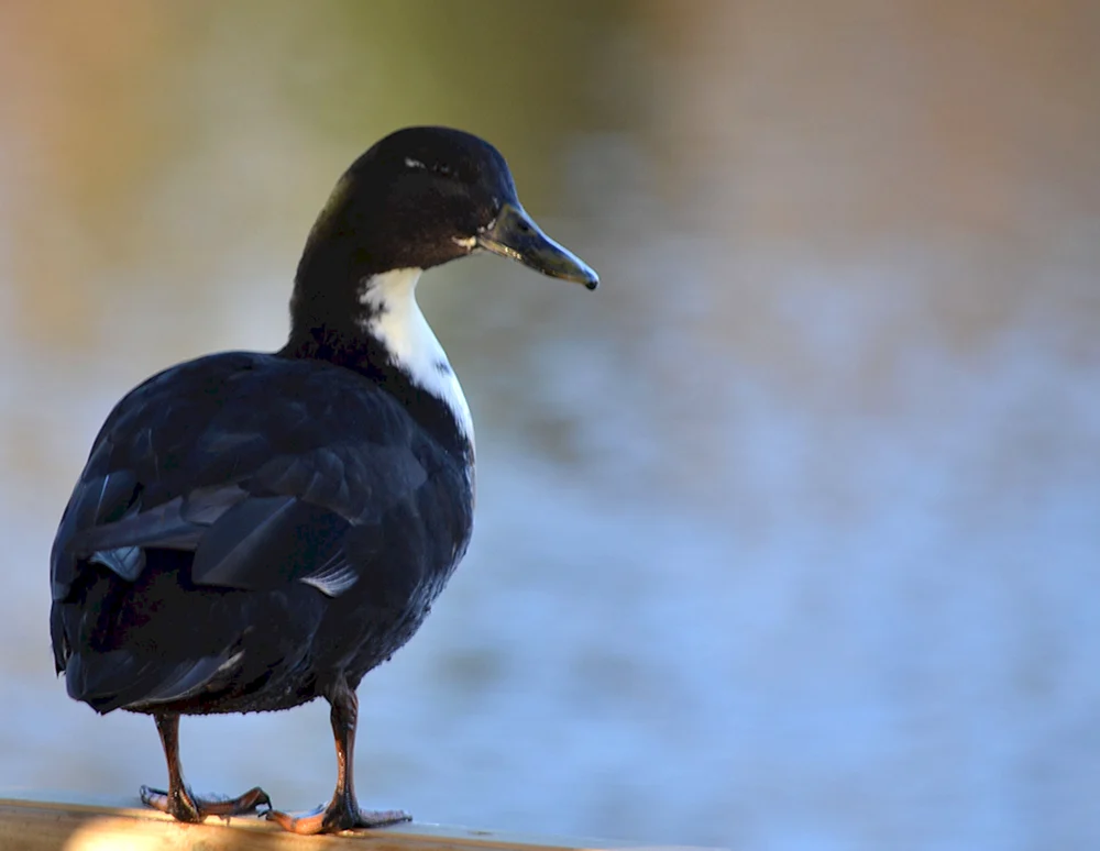 Schwarze Stockenten