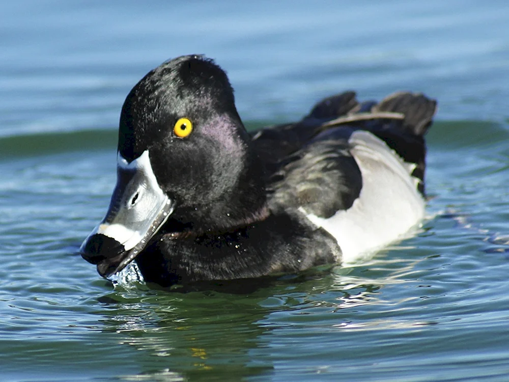 Schwarzer Stockente