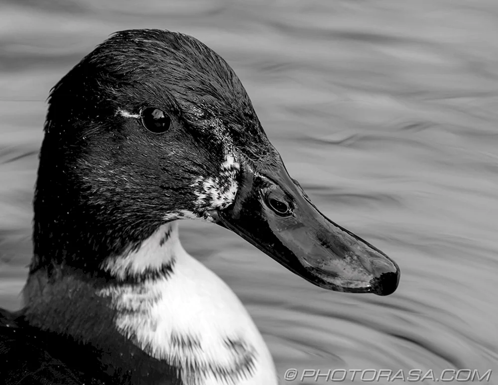 Schwarze Stockente