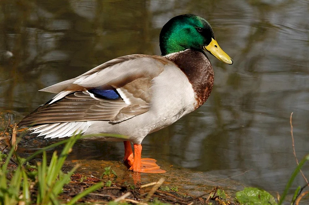 Wildente