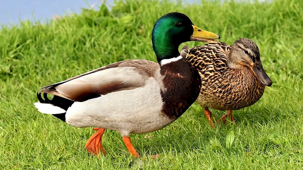 Wildente