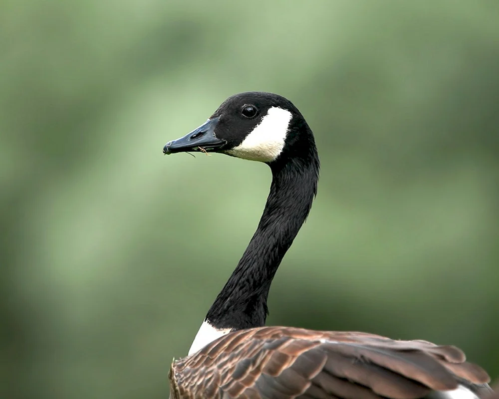 Tauchergans und Blässhuhn