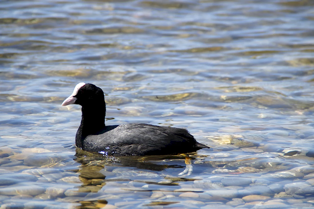 Schwarze Reiherente