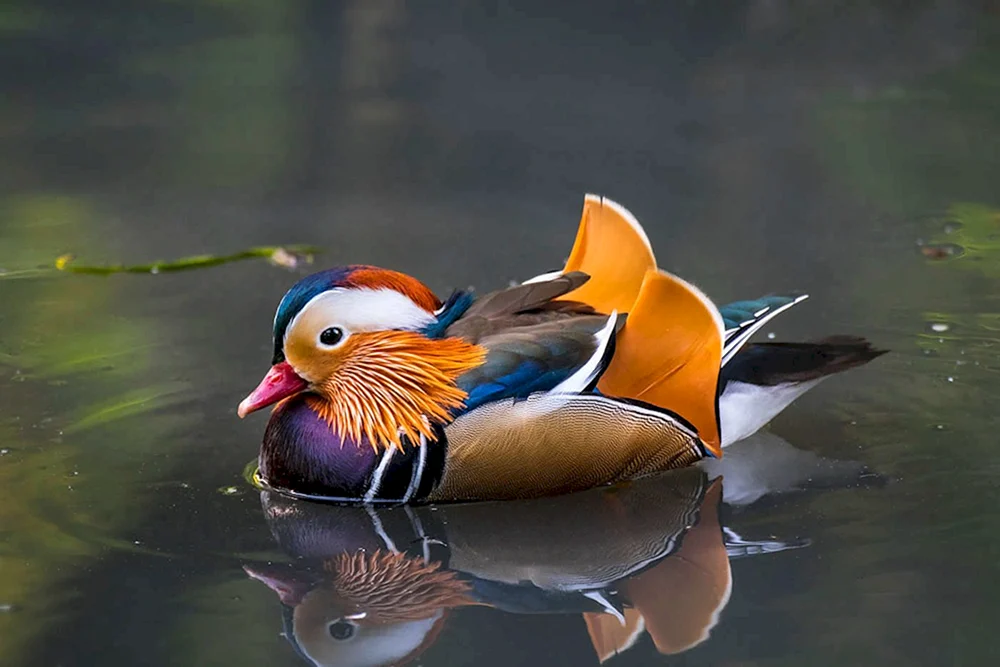Mandarinentenweibchen