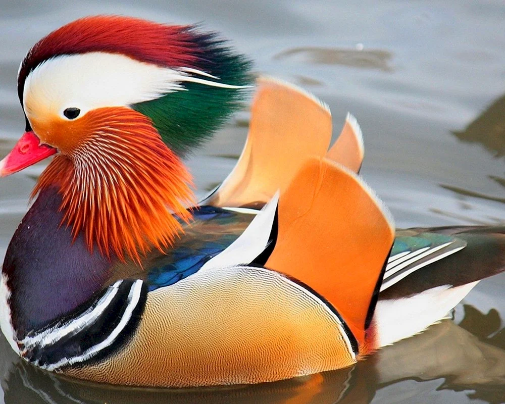 Vögel Mandarinente