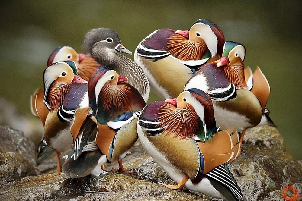Mandarinentenvogel. Mandarinente mit Entenküken