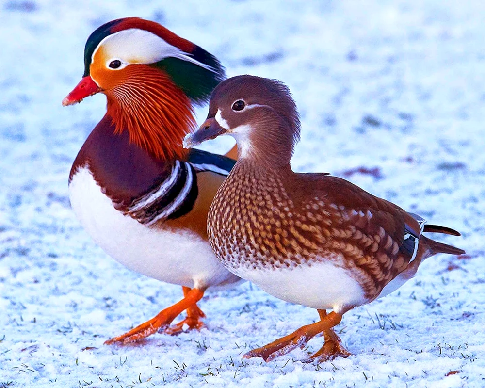 Mandarinentenvogel