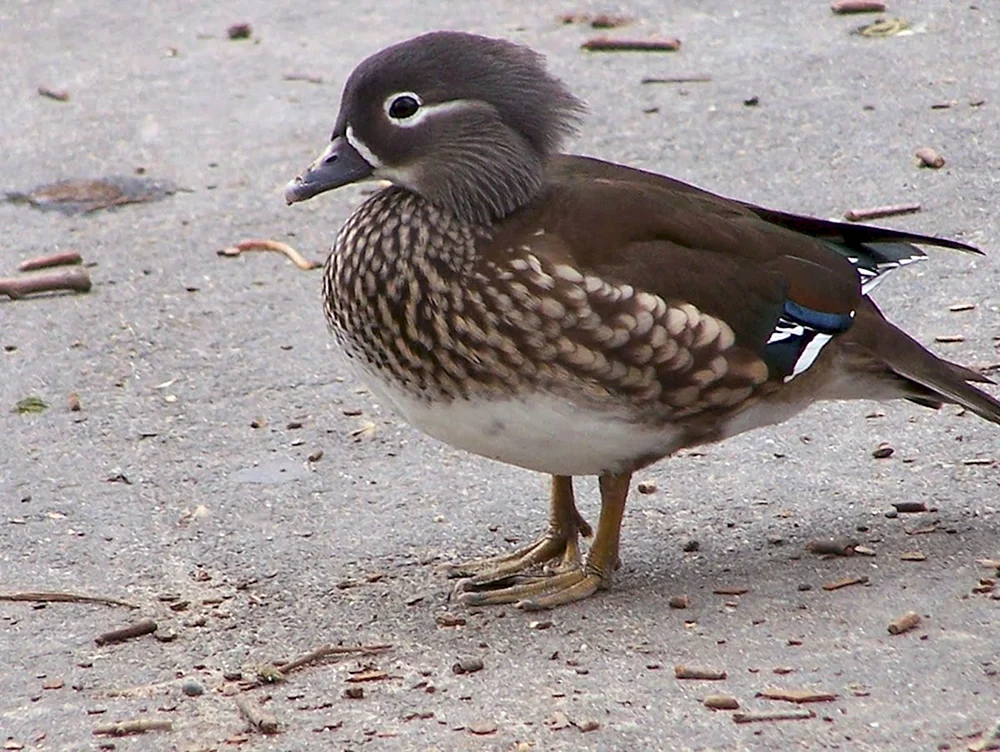 Grünwürgerweibchen