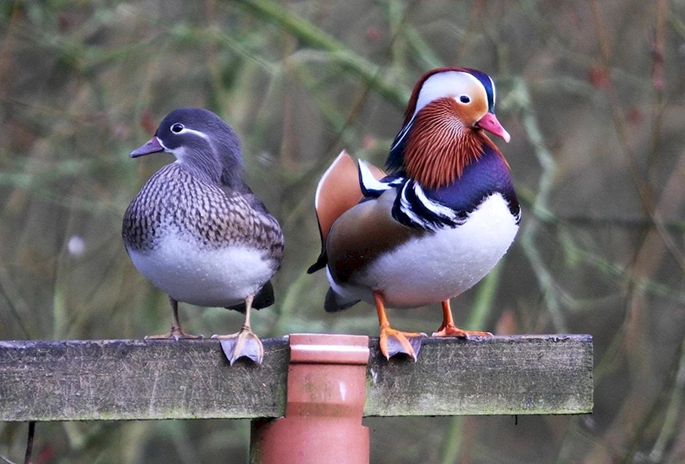 Mandarinenteweibchen