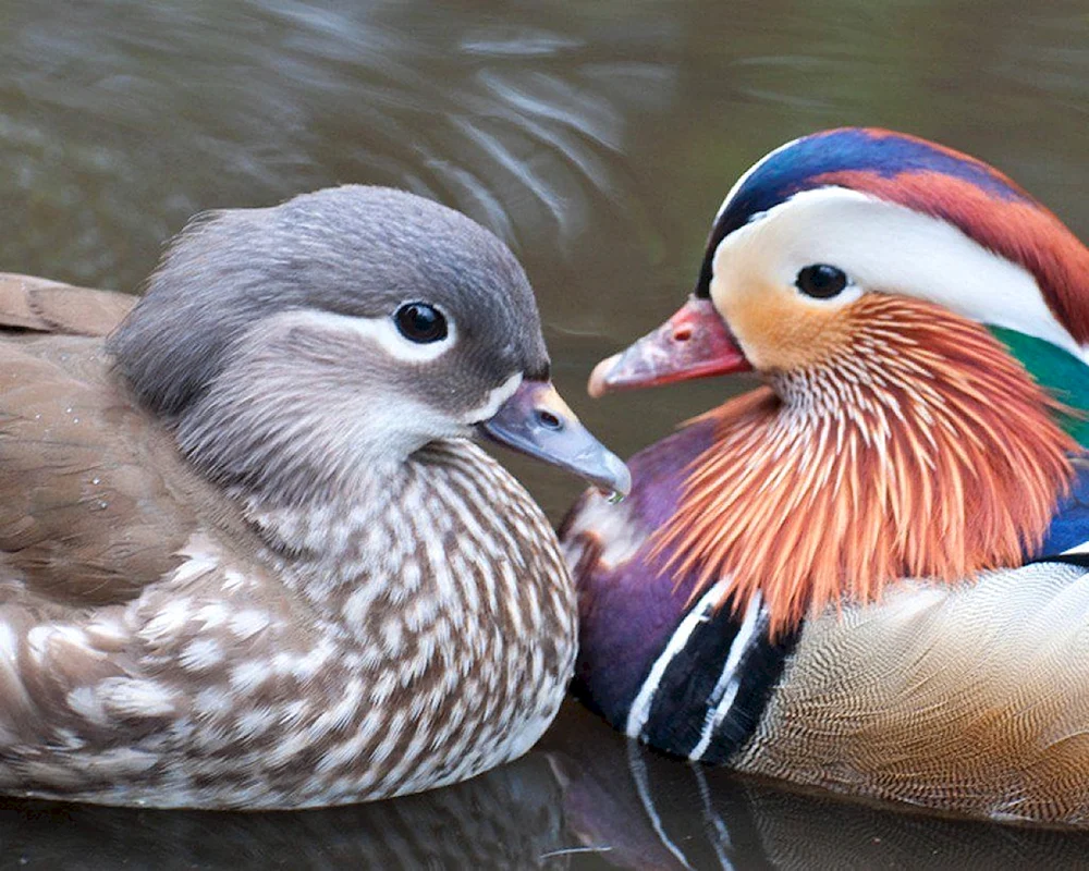 Mandarinenteweibchen