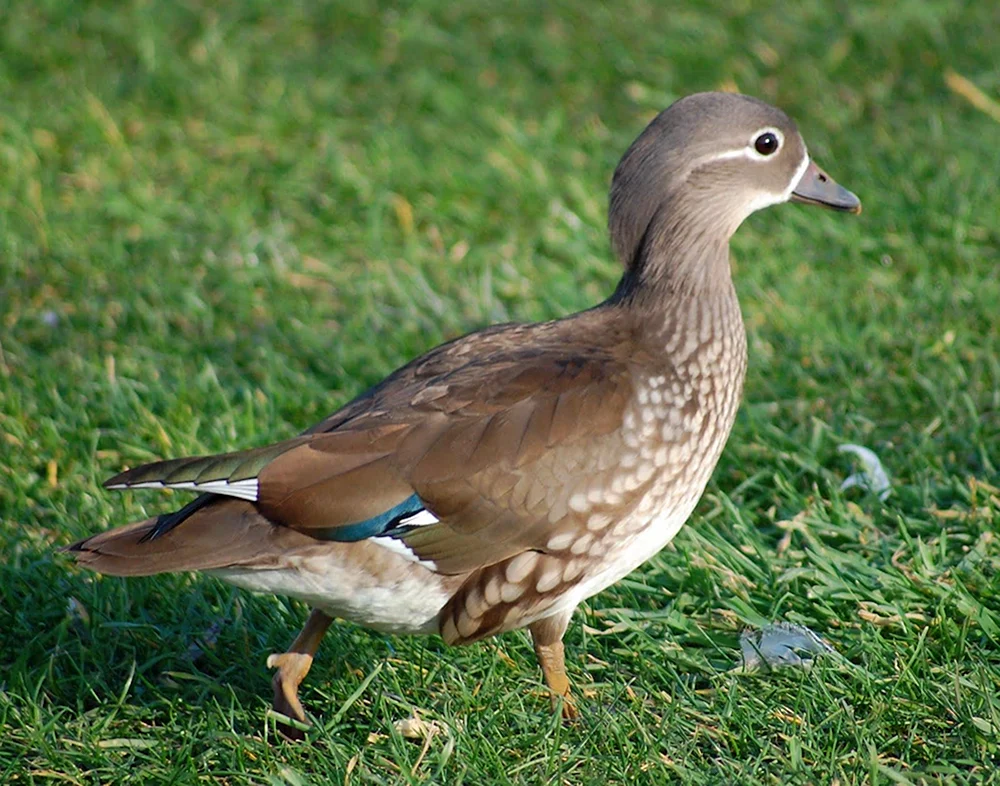 Vogelweibchen