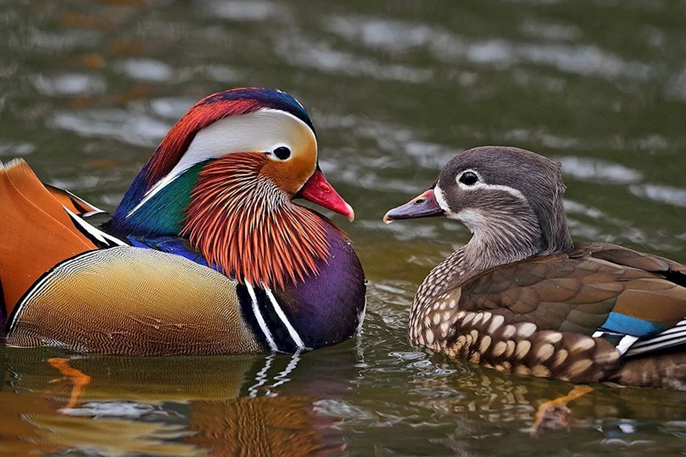 Mandarinentenvogel
