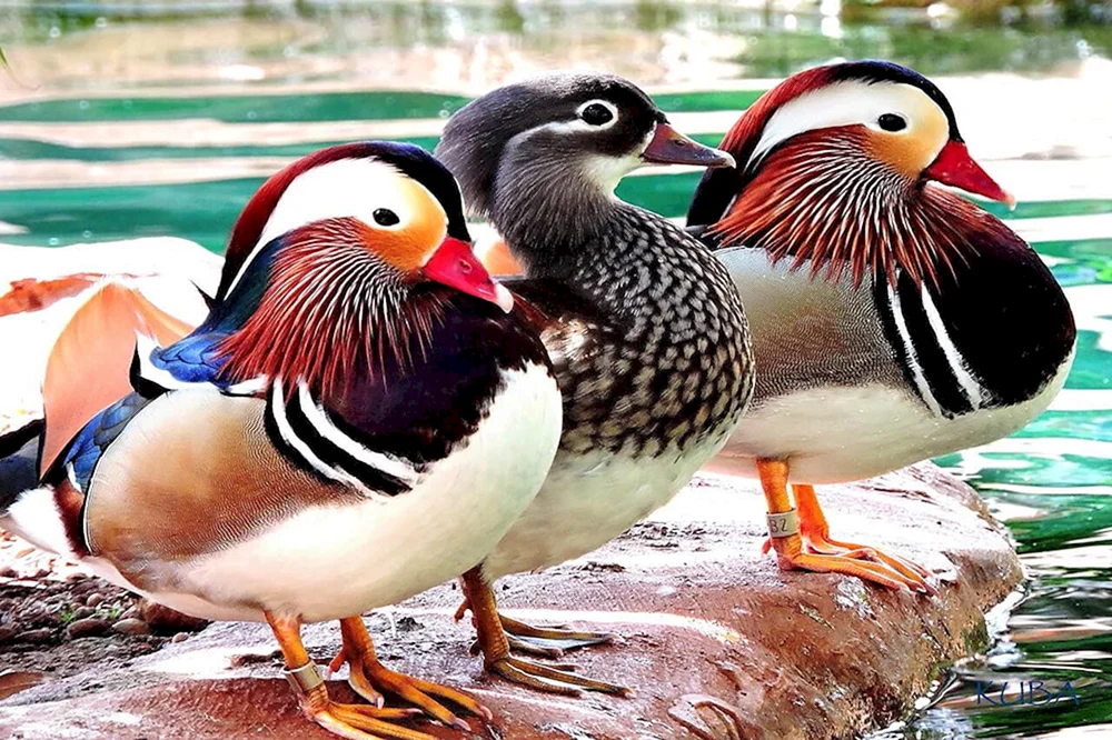 Mandarinente mit Entenküken
