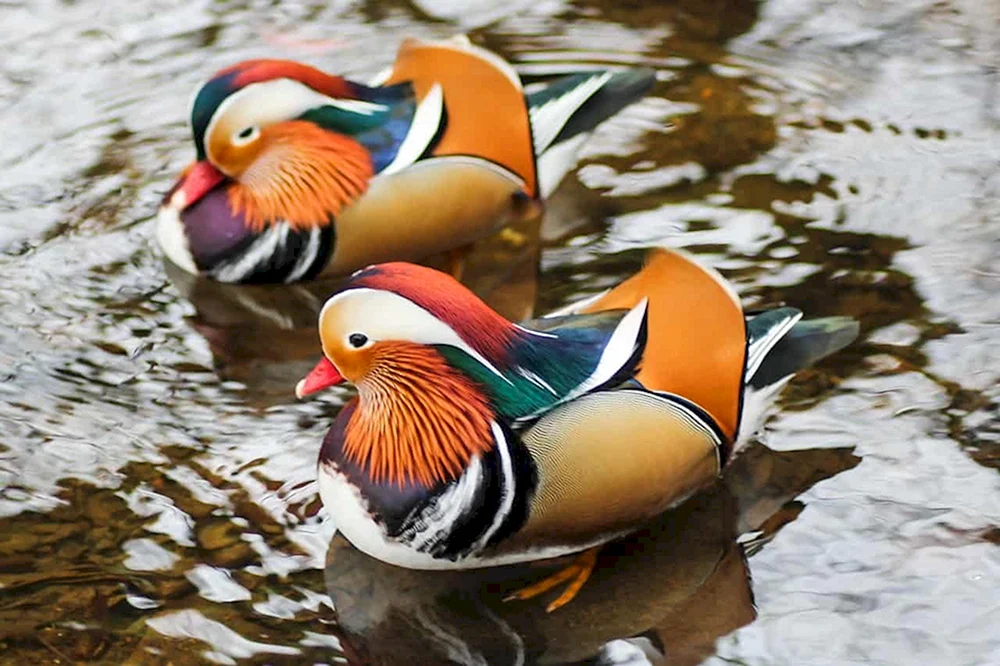 Mandarinentenvogel
