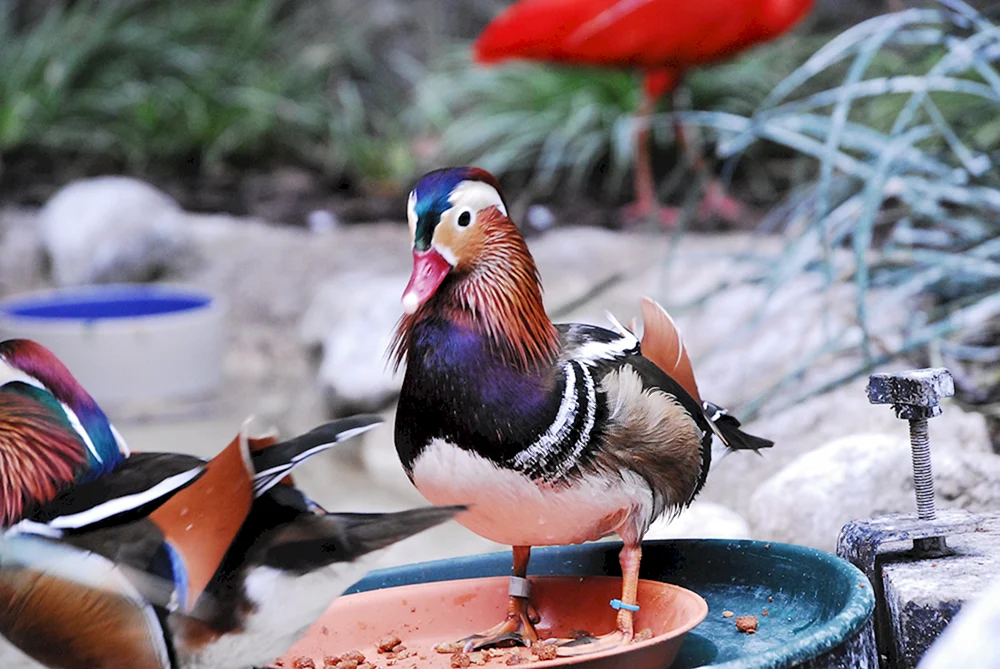 Ente. Mandarin im Moskauer Zoo