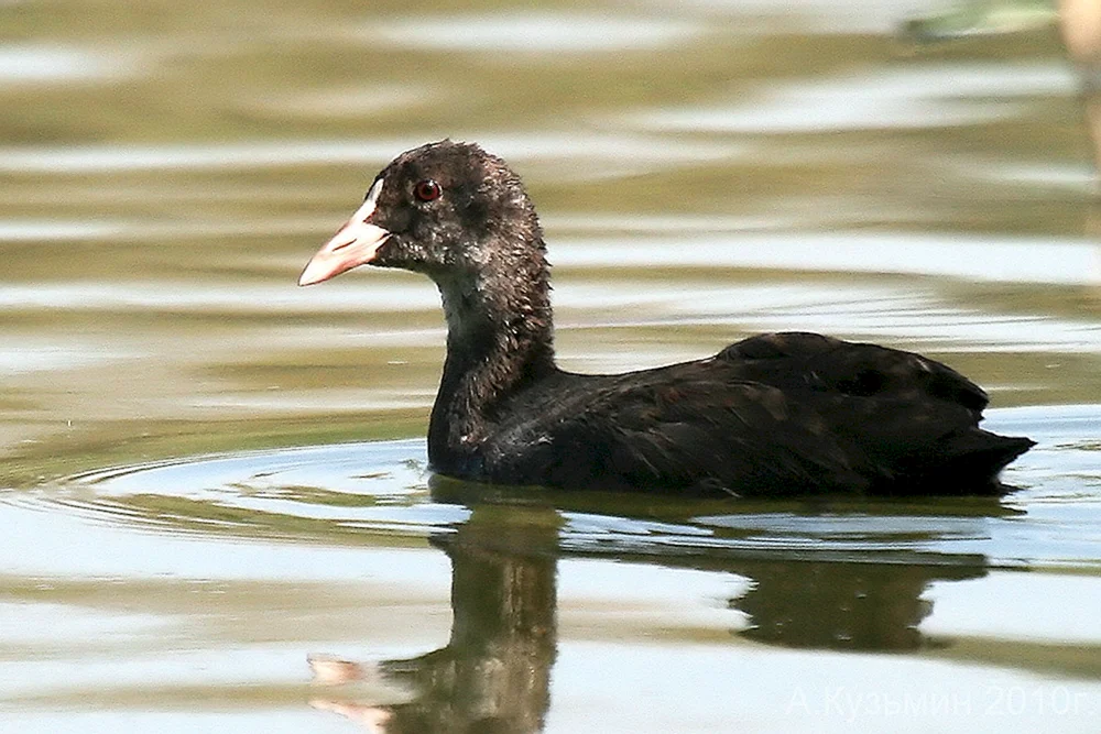 Schwarze Blässhuhnente
