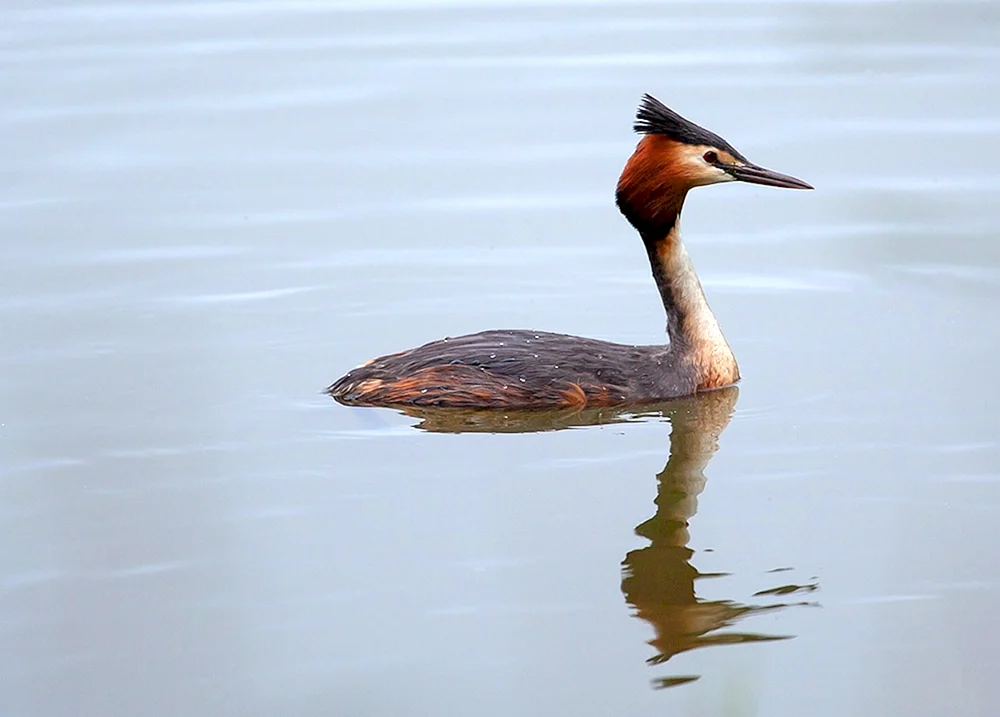 Tauchergans