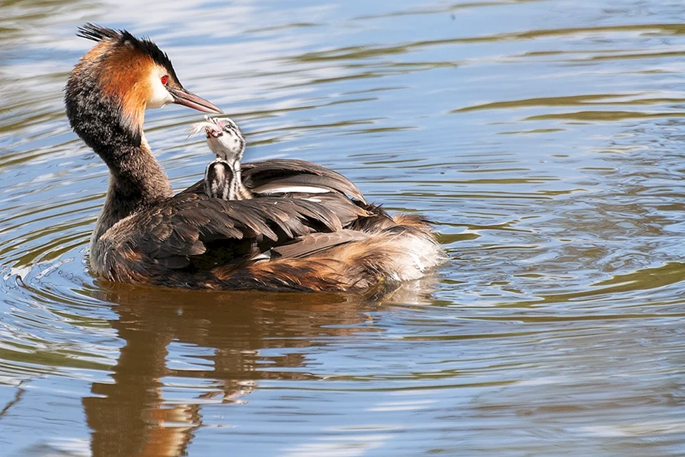 Wilde Enten Entenrasse