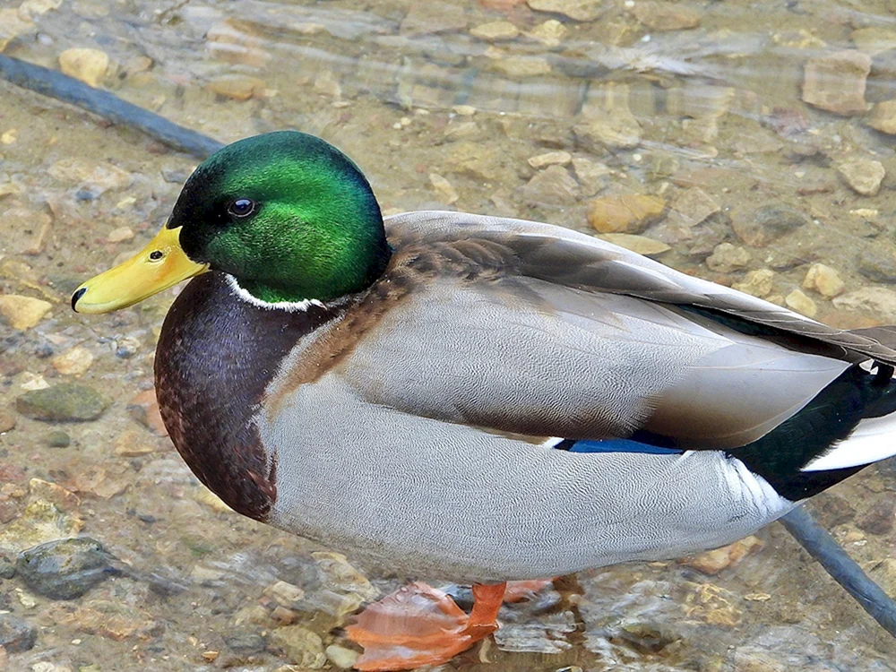 Wally Duck Futter für Ente
