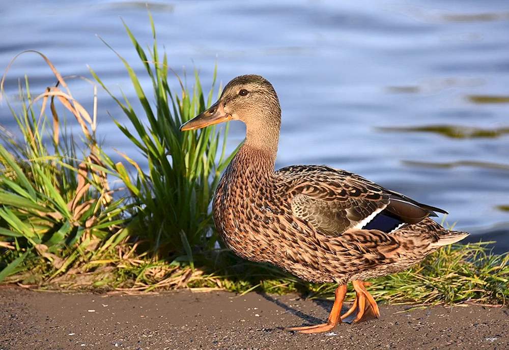 Stockente