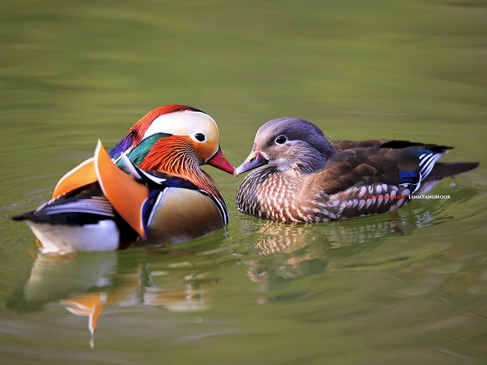 Wasservogel Mandarinente