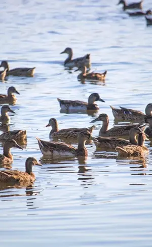 Enten auf dem Manych Gudilo-See