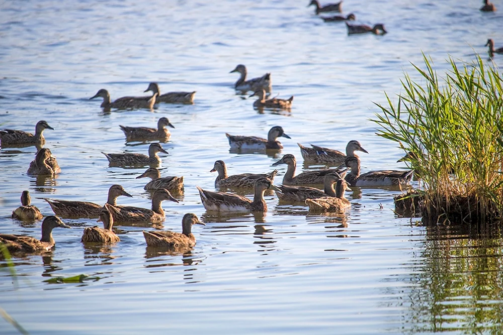 Enten auf dem Manych Gudilo-See