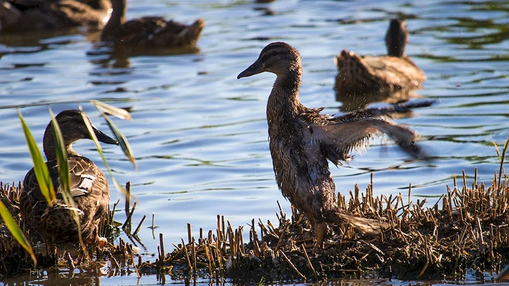 Wilde Enten Smolenshchina