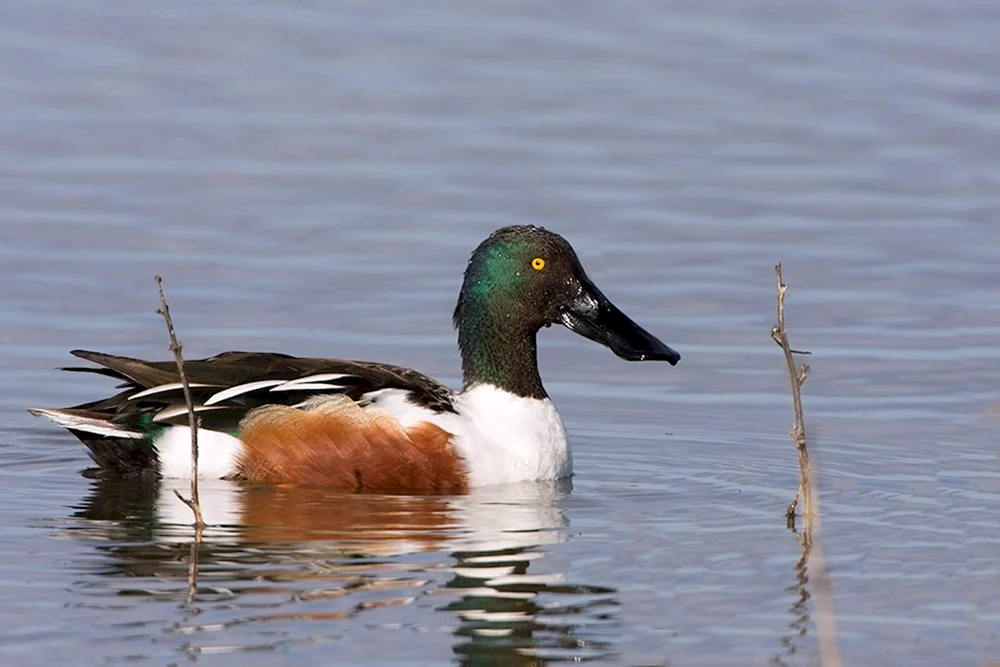Enten des Rostower Gebiets