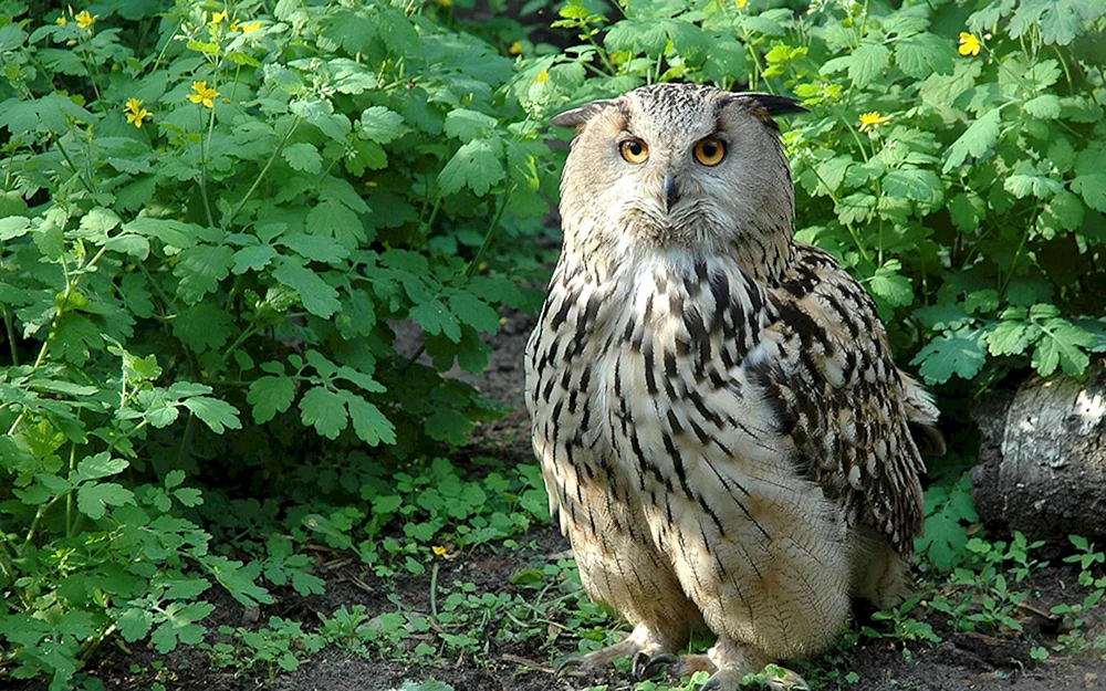 Philin Bubo Bubo