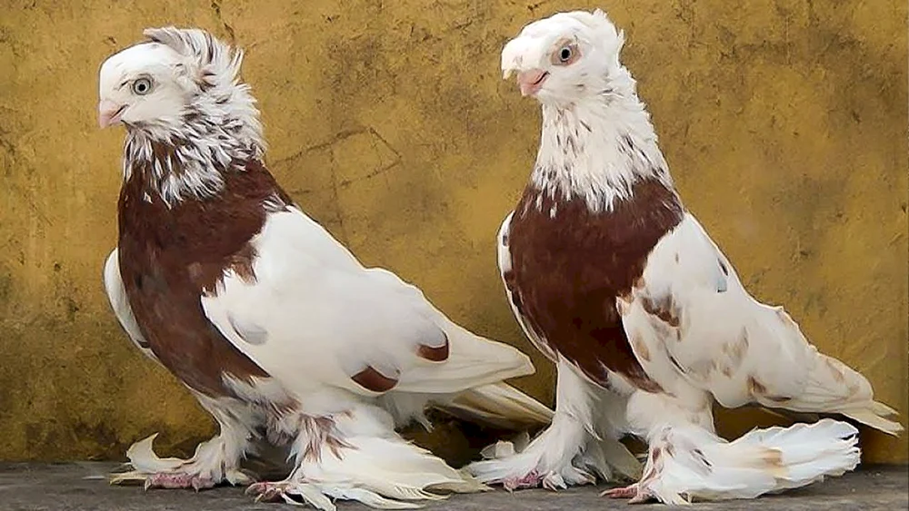 Kurzgeschnäbelter Thurman
