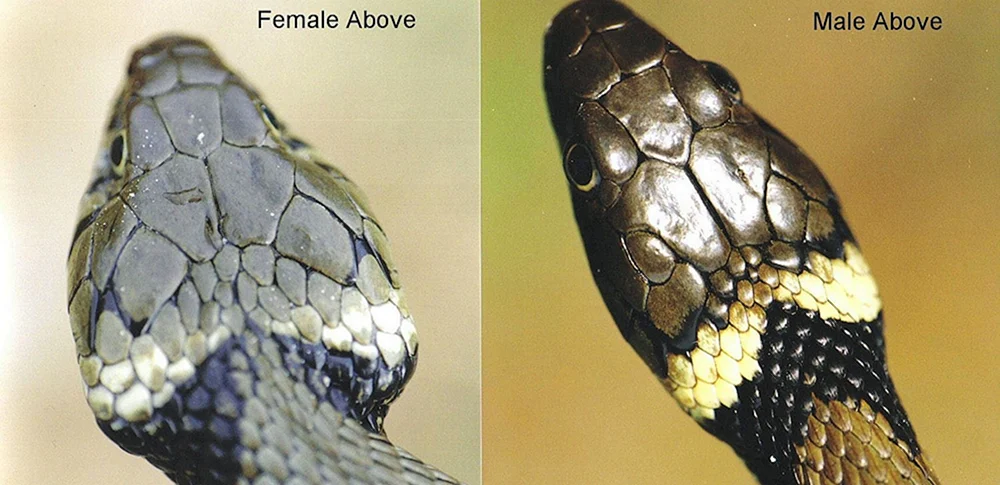 Schlangenpython grün