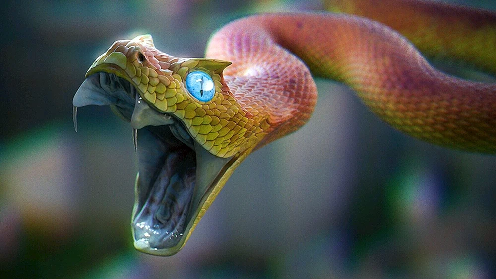 Schlangenviper Cobra python