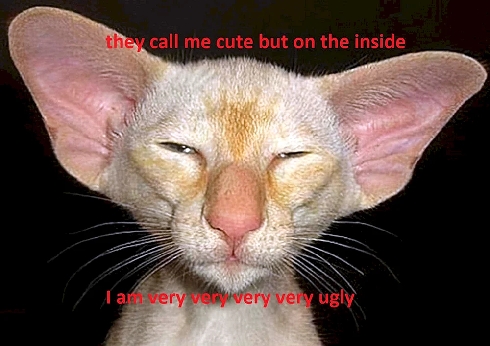 Ohrenkatzen