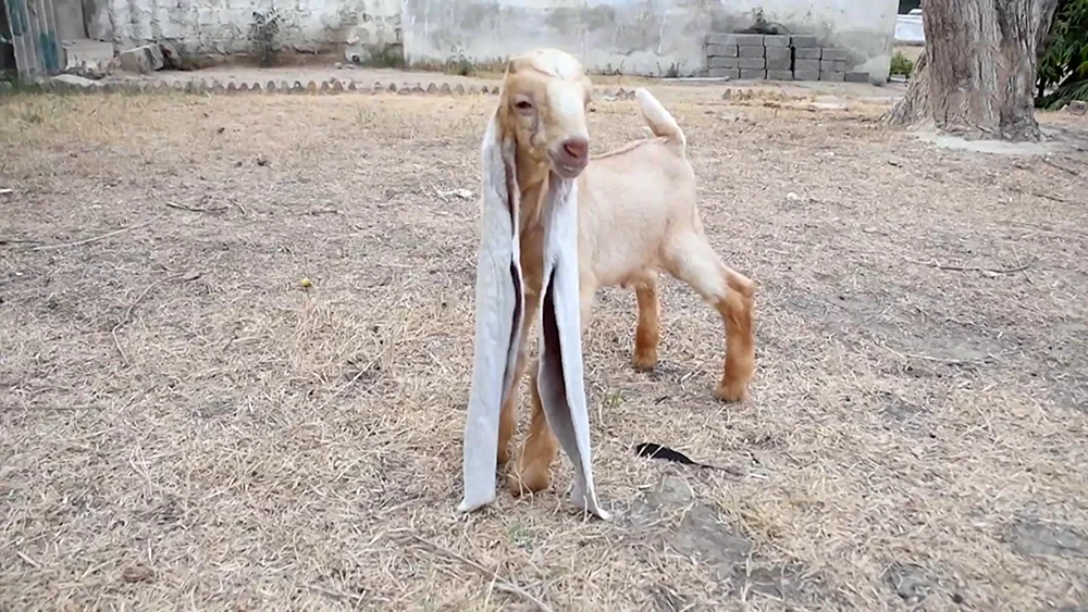 Eine Ziege mit langen Ohren wurde in Pakistan geboren. Ohren