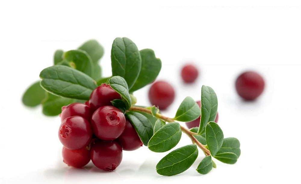 Kirschenbeeren 1 Beere