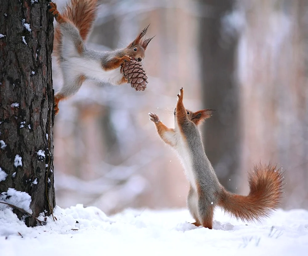 Winter-Eichhörnchenfotograf