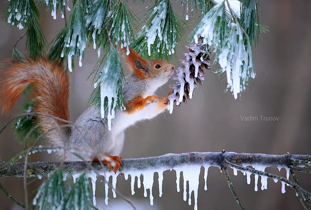 Winter-Eichhörnchen