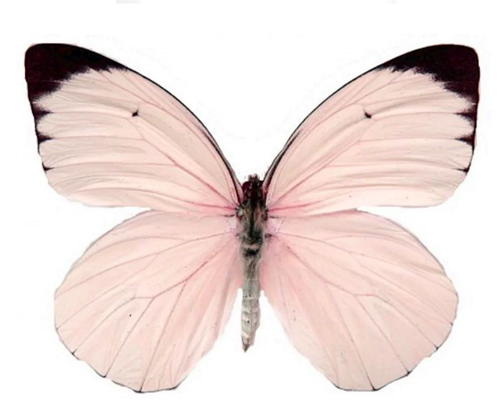 Weißer Schmetterling weißer Schmetterling