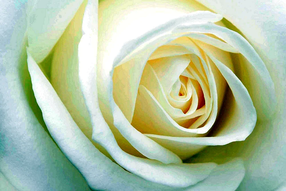 Weiße Rose